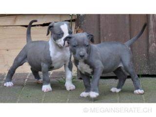 Reinrassige American Pitbull Blueliner Welpen.