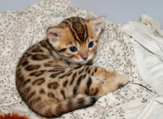 Bengal Kitten mit Stammbaum Reserviert/vergeben