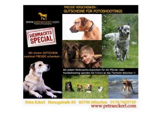 Freude schenken an Weihnachten Fotoshooting Hunde, Tiershooting, Hundeshooting