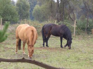 Chile Bio Bio kleine Pferderanch zu verkaufen