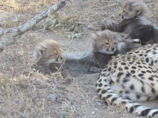 Südafrika 1200 ha Wildlife Safari Farm Big 5