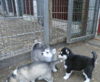 Wunderschöne Siberian Husky