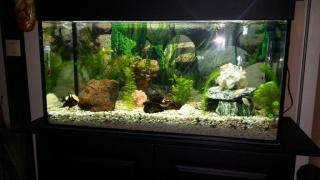 112L Juwel Aquarium komplett