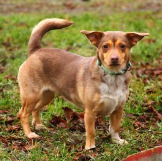 Tierschutz Gifhorn Fundhund sucht Besitzer