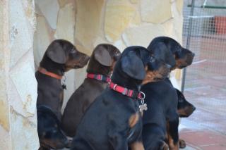 Reinrassig Dobermann-Welpe mit Papieren Grundausbildung