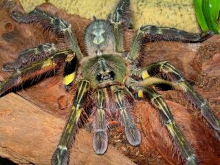 Poecilotherias mit Terrarium abzugeben