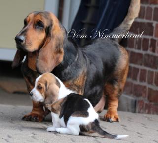 Basset Hound Zwinger vom Nimmerland