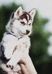 Suche Frühjahr Husky