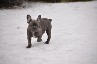 Französische Bulldoggen Welpen MIT PAPIEREN