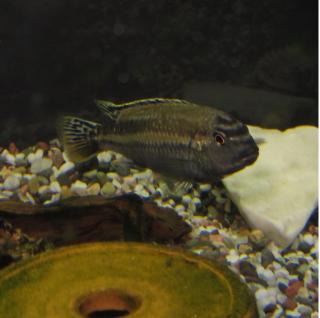 Türkisgoldbarsch Melanochromis Auratus Männlich