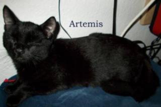 Artemis sucht ein neues zu Hause