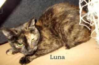 Luna sucht ein neues zu Hause