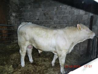 Charolais Zuchtbulle zu verkaufen