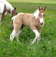 Niedlicher Paint Horse Jährling zu verkaufen