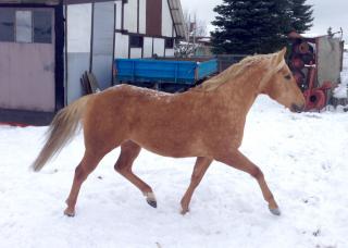 Bildhübscher Quarter Horse Hengst zu verkaufen