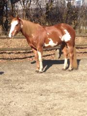 Elegante, gut gerittene Paint Horse Stute zu verkaufen