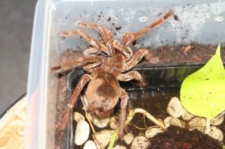 XXL Theraphosa stirmi, tolle Tiere aus Surinam