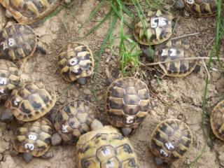 Griechische Landschildkröten und Breitrandschildkröten