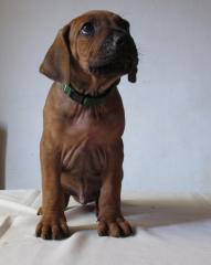 Reinrassige Ridgebacks mit Papieren