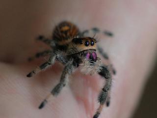 Florida Springspinnen, Phidippus Regius