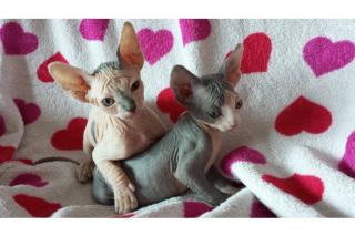 Wunderschöne kleine Sphynx Babys