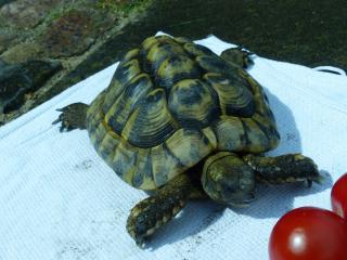 Griechische Landschildkröte Schildkröte, männlich, 18 Jahre aus Freilandhaltung