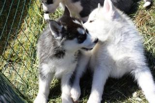 Husky Welpen zu verkaufen