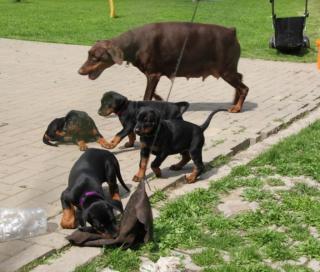 Dobermann welpen