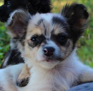 Chihuahuawelpe, Blue merle-white Langhaar