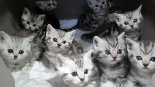 Whiskaskater Whiskaskatze Kitten Katzenbabies Babykatzen in black silver tabby c