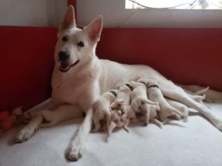 Die 11 weisse Schäferhund-Welpen sind geboren.