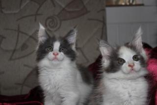 2 verschmuste Maine Coon Kitten