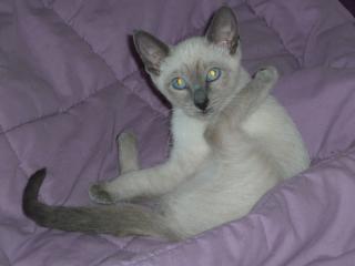 Reinrassige blue-Point Siam Kitten, geimpft, entw. , Gesundheitsbesch. abzugeben