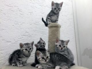 Reinrassige Britisch Kurzhaar Katzenbabys in black silver tabby classic Babykatz