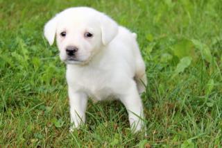 Weiße Labrador Welpen aus liebevoller Hausaufzucht kleine Eisbären