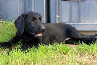 Lackschwarze Labrador Hündin Gipsy kann sofort ausziehen mit Papieren