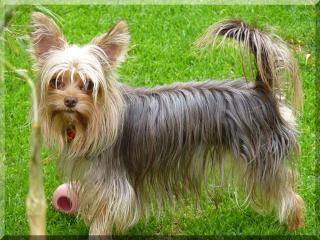 Schoko Biro Yorkshire Terrier Hündin m. Papiere