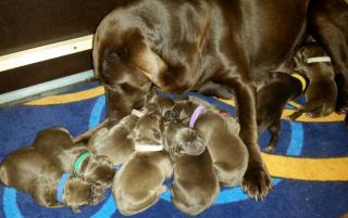 Reinrassige Labrador Welpen braun choco silber Ahnentafel Papiere ab 17. 12. 15