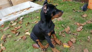 Reinrassiger Dobermannwelpe Vk