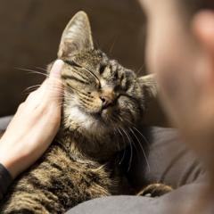 Liebevolle Katzenbetreuung in München - Katzensitter Danny - Katzensitting