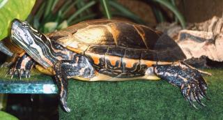 Rückenstreifenzierschildkröten Chrysemys picta dorsalis