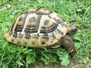 Griechische Landschildkröten Testudo hermanni boettgerie