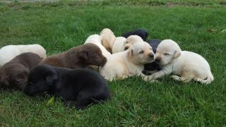 Schöne weihnachten reinrassige Labrador Welpen