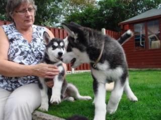 Meister Siberian Husky Welpen