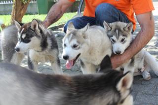 Reinrassige Siberian Husky-Welpen