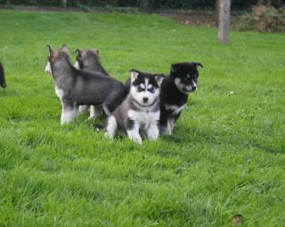 Reinrassige Siberian Husky-Welpen