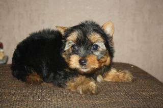 Yorkshire Terrier Welpe 9 Wochen alt