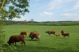 Limousin zu verkaufen