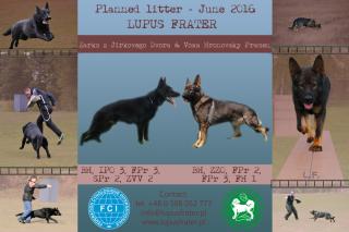 Planned breed - working GSD