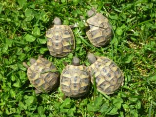 Griechische Landschildkröten